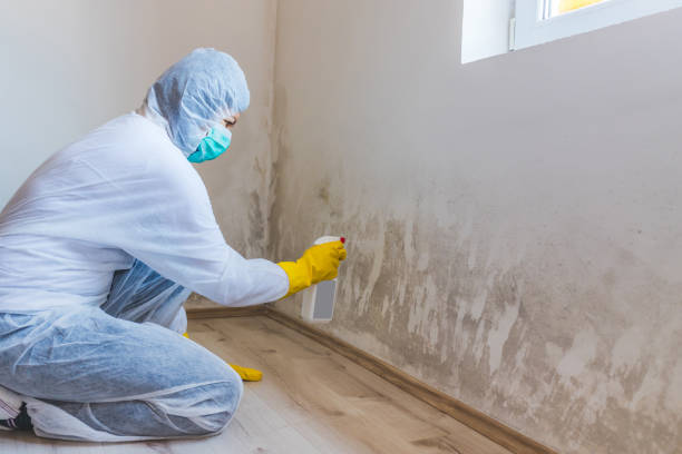 Licensed Mold Removal service in Basking Ridge, NJ - WQB Mold Removal