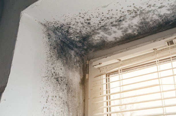 Affordable Mold Removal solutions in Basking Ridge, NJ